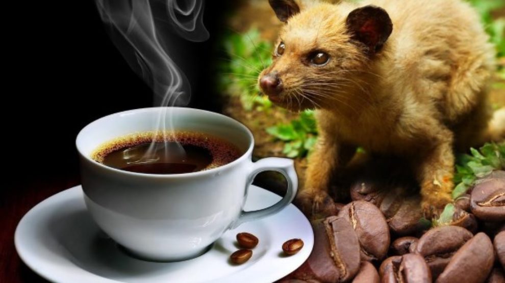 Kopi Luwak – najskuplja kafa na svetu