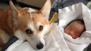 Pas i beba u istom stanu