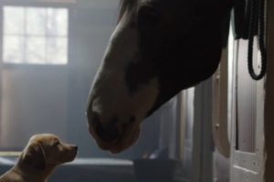 Najslađa Budweiser reklama