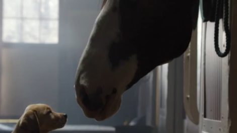 Najslađa Budweiser reklama