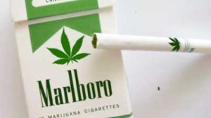 Prve cigarete sa marihuanom!