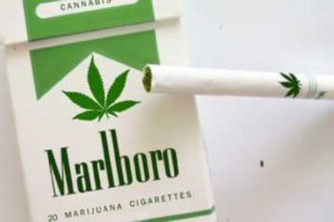 Prve cigarete sa marihuanom!