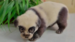 Neodoljive panda kuce!