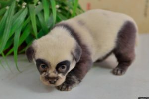 Neodoljive panda kuce!