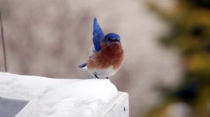 Poučna priča o promrzloj ptici