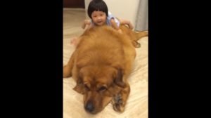 Ovako se tibetanski mastif igra sa decom!