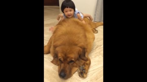 Ovako se tibetanski mastif igra sa decom!