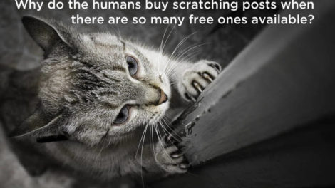 Kako mačke razmišljaju