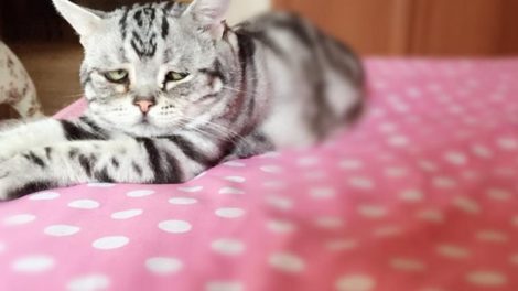 Najtužnija mačka interneta