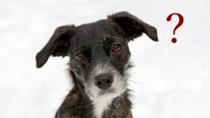 Evo zašto treba postavljati pitanja