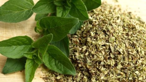 Origano – začin carskog ukusa ili zaštita od virusa?