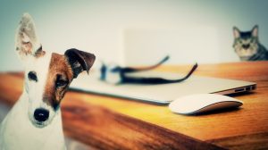 Zašto kastrirati svog ljubimca?