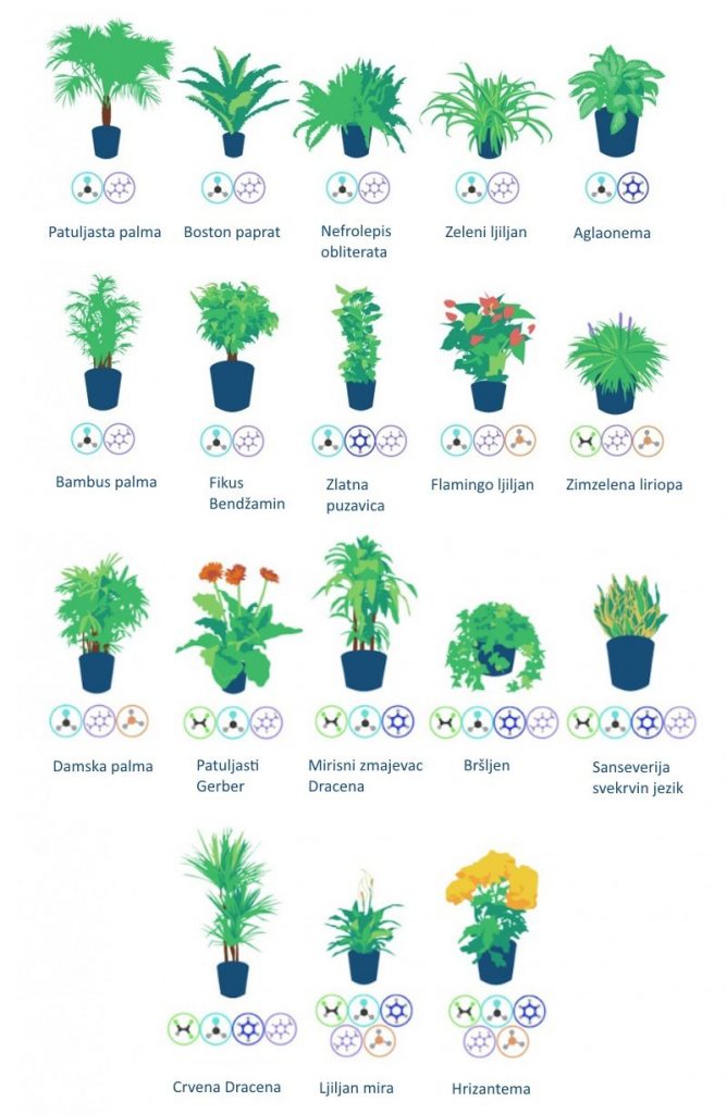 biljke-koje-ciste-vazduh-v