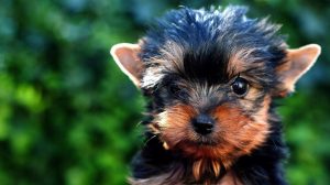 Top 5 rasa pasa za držanje u stanu