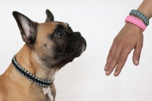 Personalizovane ogrlice za pse – još jedna crowdfunding kampanja iz Srbije