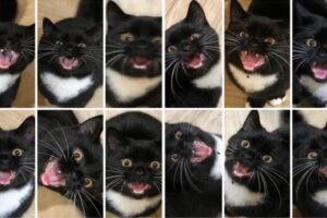 Slike koje možete da čujete: smešne mačke koje mjauču