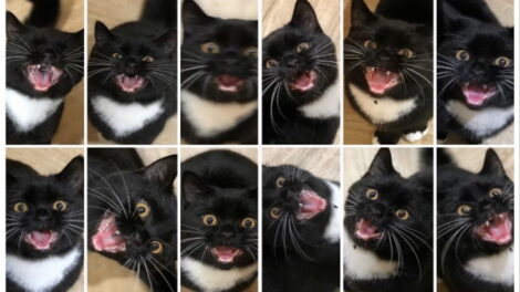 Slike koje možete da čujete: smešne mačke koje mjauču